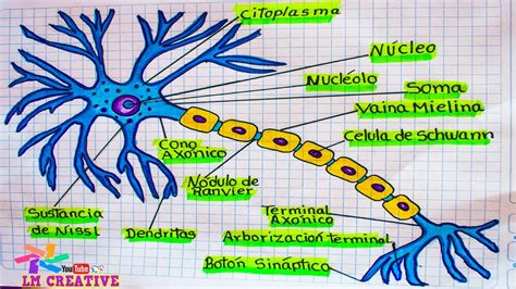 La Neurona Y Sus Partes Para Colorear