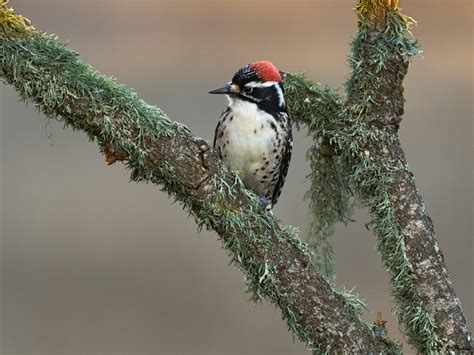 Nuttalls Woodpecker Page