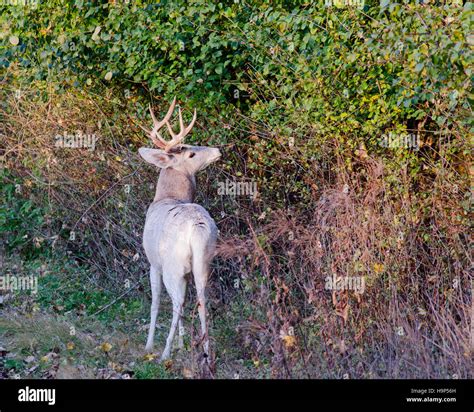 Piebald Whitetail Deer Buck Standing In A Thicket During The Rutting