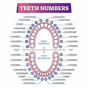 Tooth Number Chart Tooth Chart Dental Charting Teeth Eruption Chart