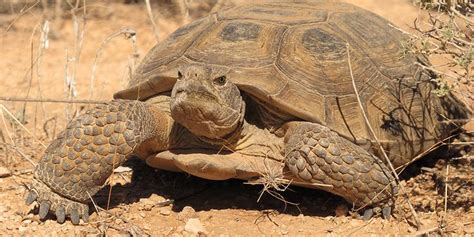 Tortoises Desert Tortoise Tortoise Habitat Desert Animals
