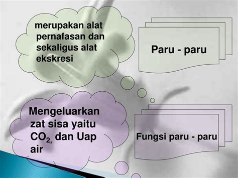Check spelling or type a new query. PPT - SISTEM EKSKRESI PADA MANUSIA PowerPoint Presentation ...