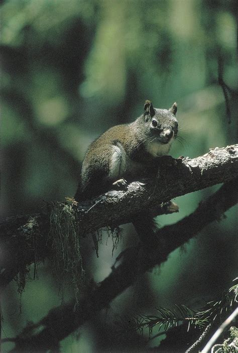 Lawsuit Aims To Force Biden Administration To Protect Red Squirrel