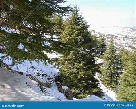 Arz Al Barouk Lebanon Cedars Snow Season Stock Photo Image Of Rock