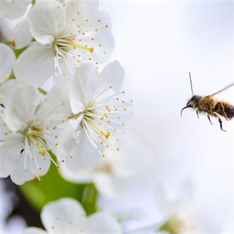 Pollination Or The Sex Life Of Flowers