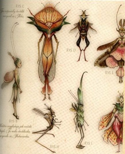 Brian Froud Insect Fairies Brian Froud Fantasy