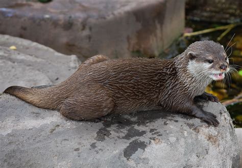 Otter Chris W Flickr