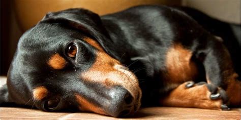 I maltesi hanno intrattenuto i loro proprietari per migliaia di anni. Razze cani a pelo corto taglia media - Cortes de pelo con ...