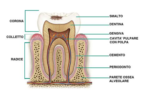 La Dentizione Da Latte Tempi Di Eruzione Importanza Dei Dentini