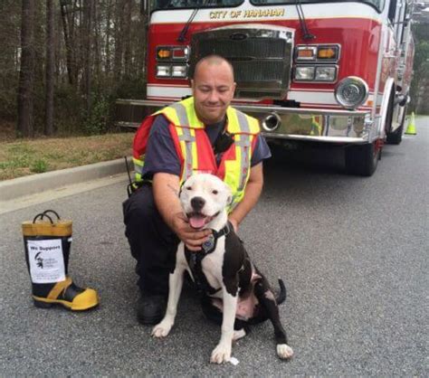 These Amazing Dogs With Jobs Are Helping Humans In Incredible Ways