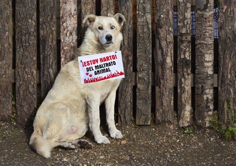 Un animal no es un juguete y, pese a que son muchas las campañas que se. Efectuarán marcha a favor de los animales y contra el ...