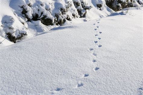 Footprints In The Snow Stock Photo Image Of Snow Outdoor 165480034