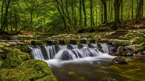 Tollymore Forest Bing Wallpaper Download