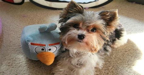 15 Signs That Indicate Youre A Crazy Yorkshire Terrier