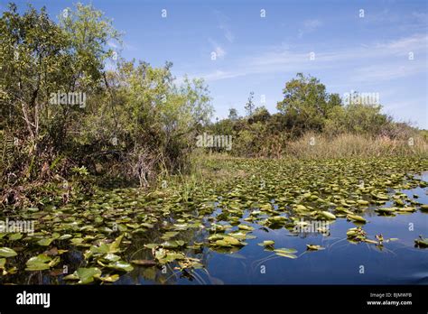 Water Lillies And Foliage In The Everglades National Park Miami