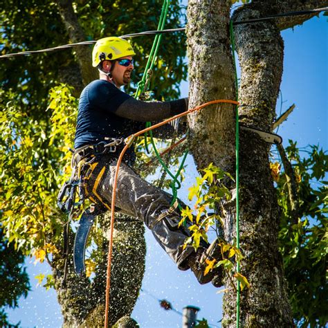 Expect to pay about £3000 plus vat for this job. Tree Removal Portland - Urban Forest Pro