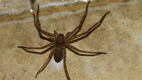 How Long Do House Spiders Live Information And Facts Pest Samurai