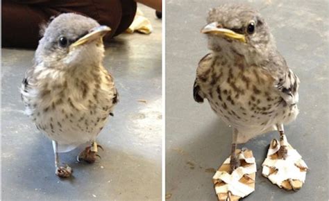 Veterinarians Crafted Tiny Shoes To Help A Bird With