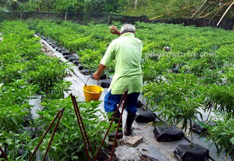 9,000 pokok/ha keluasan tanaman : GREEN AGRO WORLD: Sejenak Meninjau Ladang Usahasama ...