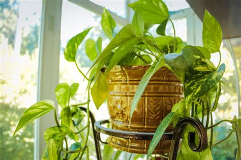 Piante giapponesi da interno per what are 11 key features of japanese interior design (con. Piante da Appartamento o da Interno