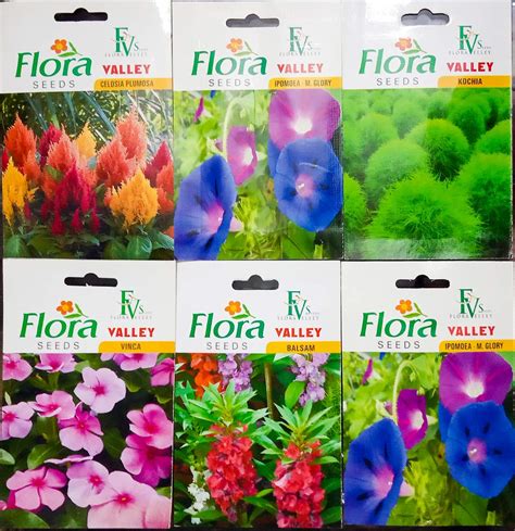 Sprout Bulbs Flower Seeds Combo Pack Of 5 Celosia Plumosa Ipomoea