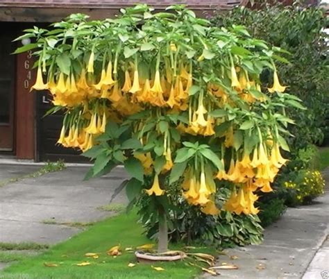 Yellow Angel Brugmansia Angel Trumpet Live Plant 3 6 Inches Etsy