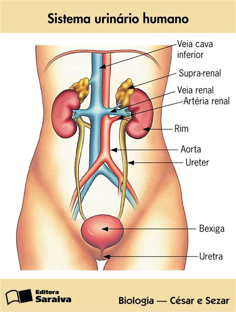 Imagens Do Sistema Urinário