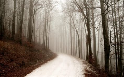 Forest Path In Winter Most Beautiful Picture