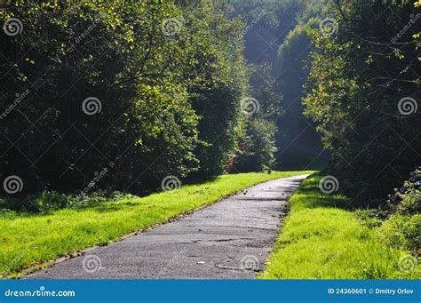 Green Alley Of Pine Trees Stock Photography 215589272
