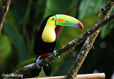 Costa Rica Animals The Most Abundant And Diverse Wildlife On Earth