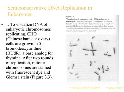 PPT - CHAPTER 3 DNA Replication PowerPoint Presentation ...