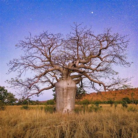 This Boab Tree Near Kununurra In Western Australia Stands Out Against A
