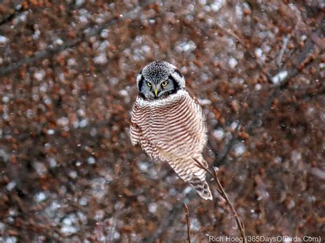 Northern Hawk Owl On The Hunt 365 Days Of Birds