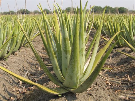 aloe vera messager de lumière