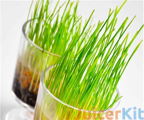 Why You Should Juice Wheatgrass Juicerkit