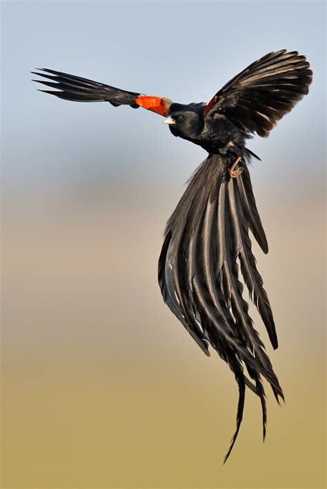 Eric Landsberg Wildlife Photography Long Tailed Widowbird