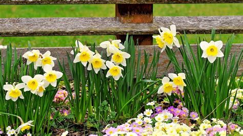 Daffodils Spring Wallpapers Wallpaper Cave