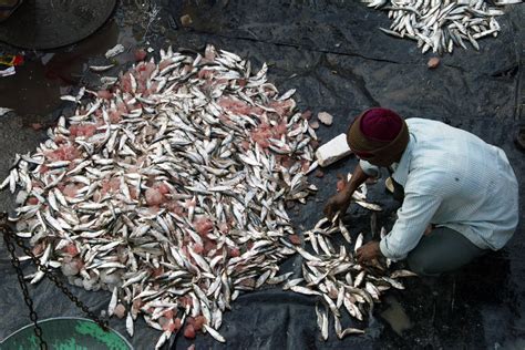 Marine Fisheries Policy Indias Small Scale Fishermen Have Been