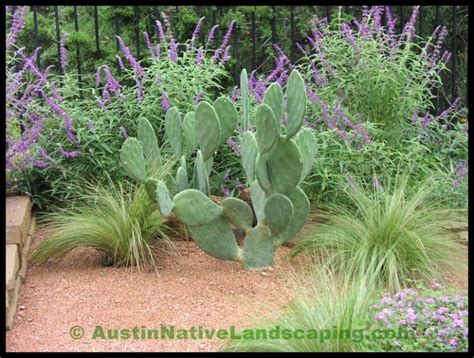 Xeriscape Landscaping Texas Native Landscaping Backyard Garden