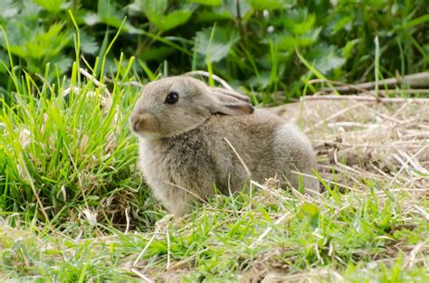 Bunny Free Stock Photo Public Domain Pictures