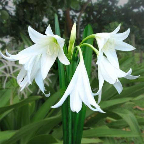 Crinum Powellii Alba Has Bright White Flowers Fragrant Flowers