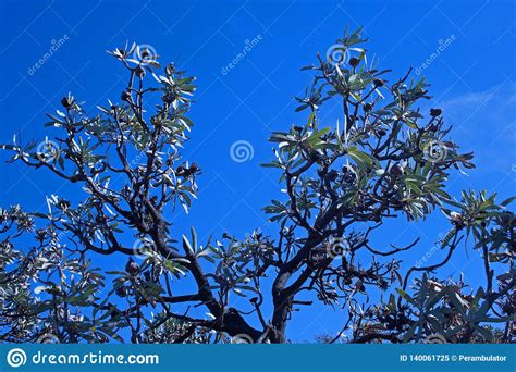 Branches Of Sugarbush Tree At The Top Of A Hill Against Blue Sky Stock