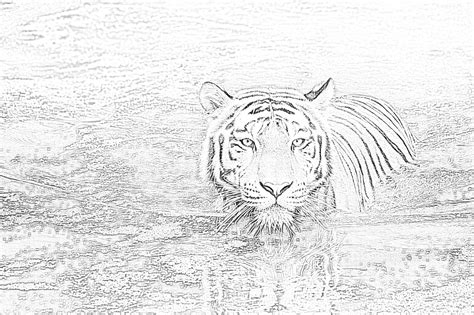 Download and print free helmeted guineafowl coloring pages to keep little hands occupied at home; Tiger in water coloring page - Mimi Panda