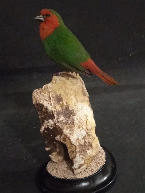 Red Headed Parrot Finch Erythrura Psittacea 0×0×0 Mm Catawiki