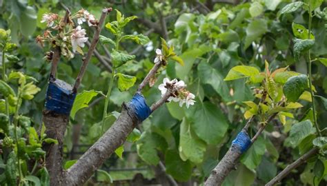 How To Graft A Fruit Tree • 4 Simple Methods Explained Rennie Orchards