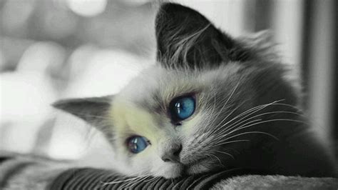 White Cat With Blue Eyes Hd Wallpaper Backiee