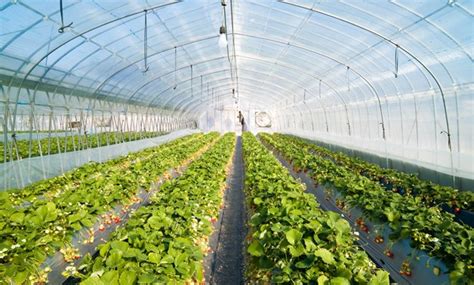K Greenhouses To Fulfill Needs Of M Citizens Sisi Egypttoday