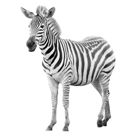 Zebras Png Images Transparent Free Download Pngmart