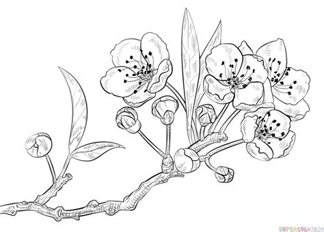imágenes arbol de durazno para dibujar vector de fruta durazno rama dibujos de colorear