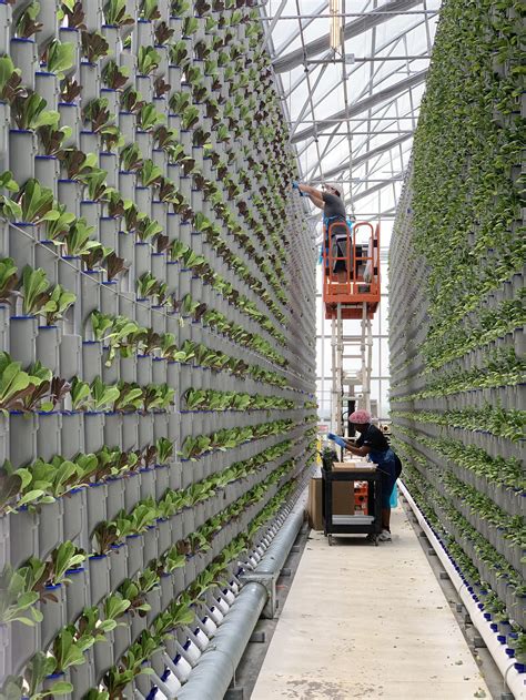 Environmental Impact Of Traditional And Vertical Farming 2021 Report